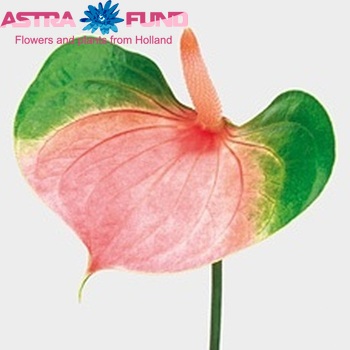 Anthurium Andreanum Grp 'Tender Love' Foto