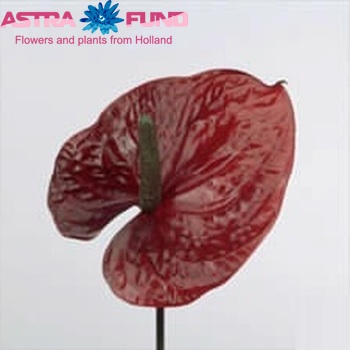 Anthurium Andreanum Grp 'Tossia' (antique) foto