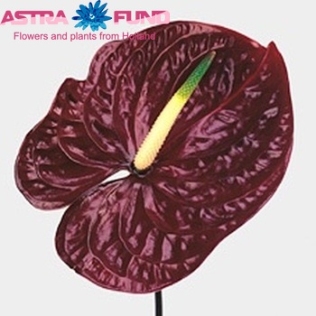 Anthurium Andreanum Grp Tropic Night zdjęcie