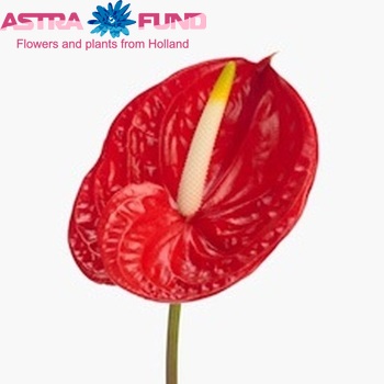 Anthurium Andreanum Grp 'Tropical' Foto