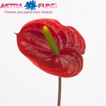 Anthurium Andreanum Grp 'Тропічний' (античний) фото