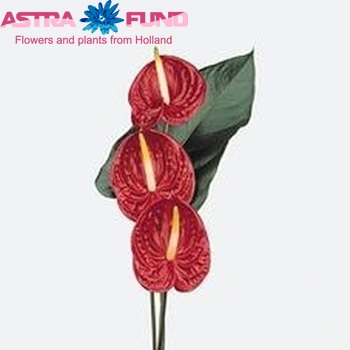 Anthurium Andreanum Grp Tropical boeket zdjęcie