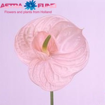 Anthurium Andreanum Grp Twingo zdjęcie