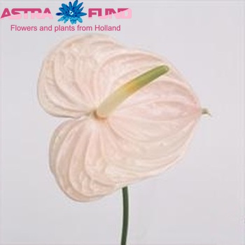 Anthurium Andreanum Grp Twingo Uno photo