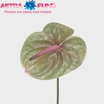 Anthurium Andreanum Grp Verino foto