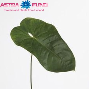 Anthurium Andreanum Grp Verino (blad) foto