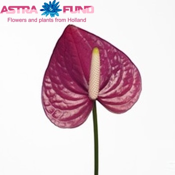 Anthurium Andreanum Grp Violet Heart zdjęcie