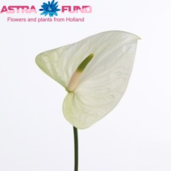 Anthurium Andreanum Grp White king Imp zdjęcie