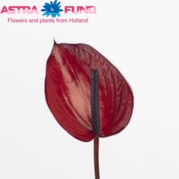 Anthurium Anouk Impr. zdjęcie