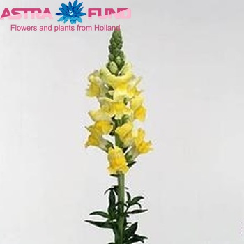Antirrhinum majus 'Morand Yellow' Foto