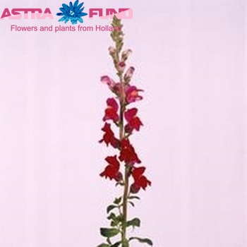 Antirrhinum majus 'Omega Crimson' photo