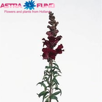 Antirrhinum majus 'Rocket Red' Foto