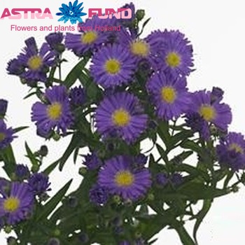 Aster Caitlyn Foto