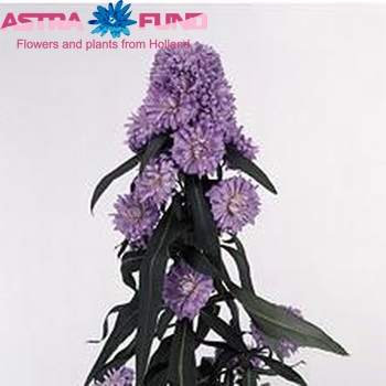 Aster Chicago photo