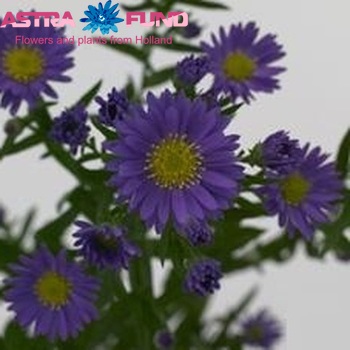 Aster Laura photo