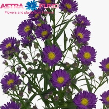Aster Lesley photo