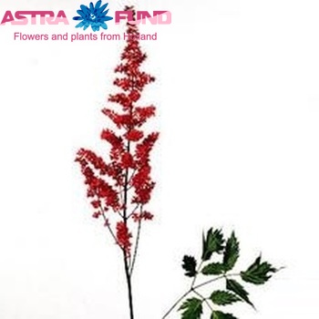 Astilbe Arendsii Grp 'Fanal' photo