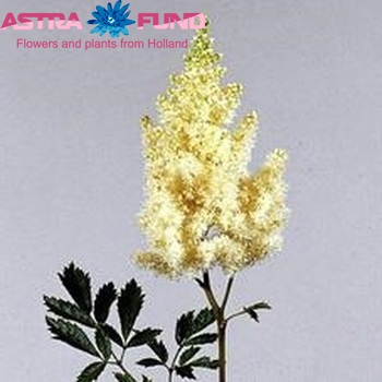 Astilbe Arendsii Grp 'Weisse Gloria' фото