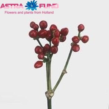 Capsicum annuum per tak 'Sollero Red Beauty' Foto