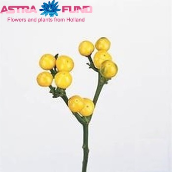 Capsicum annuum per tak 'Yellow Candy' (peper) photo