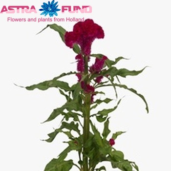 Celosia argentea (Cristata Grp) 'Captain Dark Rose' Foto