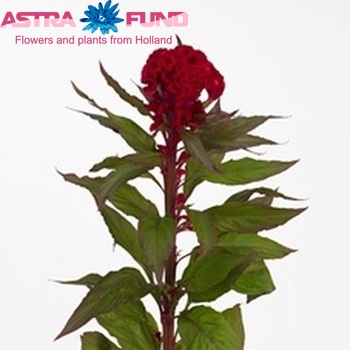 Celosia argentea (Cristata Grp) 'Captain Red' фото