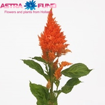 Celosia argentea (Plumosa Grp) Sunday Orange Foto