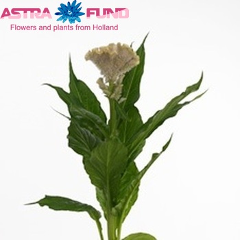 Celosia argentea Cristata Grp 'Martine Apricot' Foto
