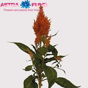 Celosia Plumosa Grp 'Абрикосовий бренді' фото
