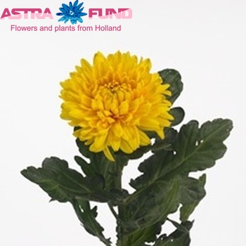 Chrysanthemum Indicum Grp geplozen buiten 'Astro Golden' фото