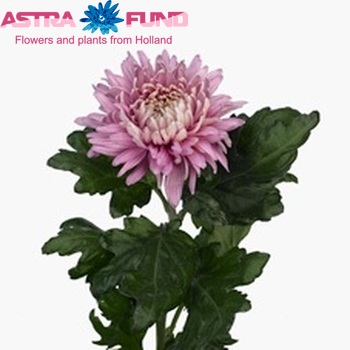 Chrysanthemum Indicum Grp geplozen buiten 'Pandion' photo