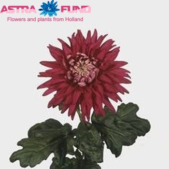 Chrysanthemum Indicum Grp geplozen buiten 'Regalia' фото