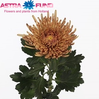 Chrysanthemum Indicum Grp geplozen Aral Bronze Foto