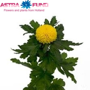 Chrysanthemum Indicum Grp geplozen Chenita zdjęcie