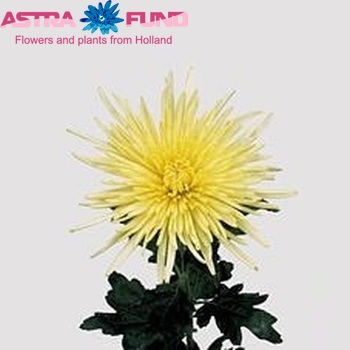 Chrysanthemum Indicum Grp geplozen 'Delistar Yellow' zdjęcie