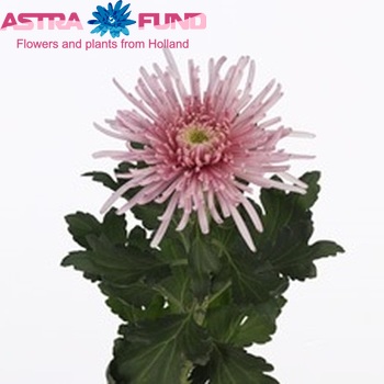 Chrysanthemum Indicum Grp geplozen Elbrus Pink zdjęcie