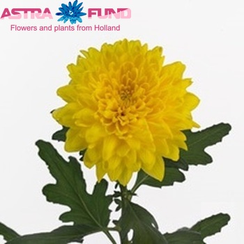 Chrysanthemum Indicum Grp geplozen Equator Foto