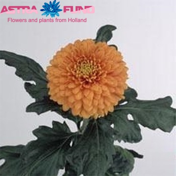 Chrysanthemum Indicum Grp geplozen 'Franka' photo