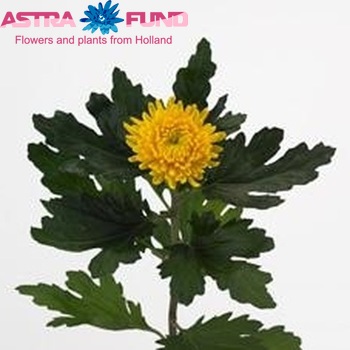 Chrysanthemum Indicum Grp geplozen Fuego Yellow Foto