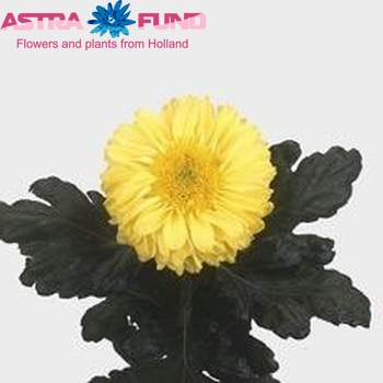 Chrysanthemum Indicum Grp geplozen 'Golden Inga' Foto