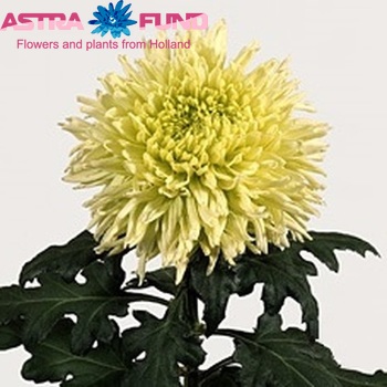 Chrysanthemum Indicum Grp geplozen 'Green Wonder' Foto