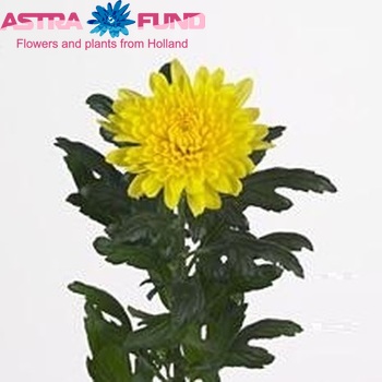 Chrysanthemum Indicum Grp geplozen 'Kournikova' Foto