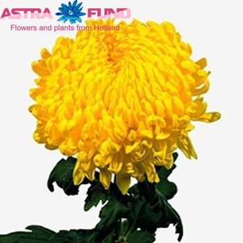 Chrysanthemum Indicum Grp geplozen 'Rivalry' Foto
