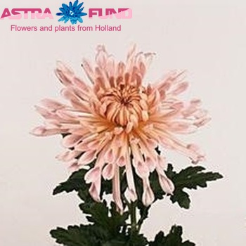 Chrysanthemum Indicum Grp geplozen 'Rosanne' Foto