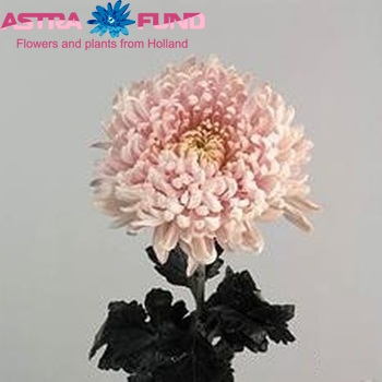 Chrysanthemum Indicum Grp geplozen 'Rose Beauty' Foto