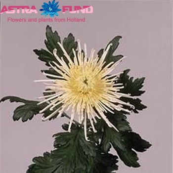 Chrysanthemum Indicum Grp geplozen 'White Spider' photo