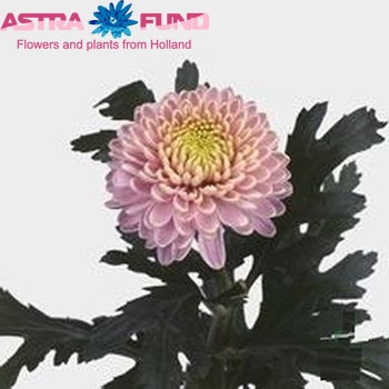 Chrysanthemum Indicum Grp geplozen 'Zodiac Rose' photo