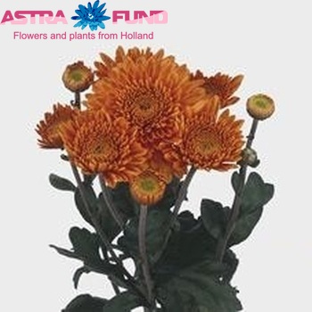 Chrysanthemum Indicum Grp tros buiten 'Littleton' zdjęcie