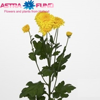 Chrysanthemum Indicum Grp tros buiten 'Littleton Yellow' Foto