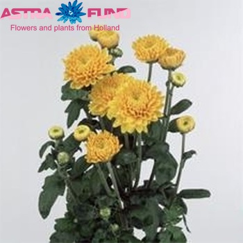 Chrysanthemum Indicum Grp tros buiten 'Pennine Eagle' фото